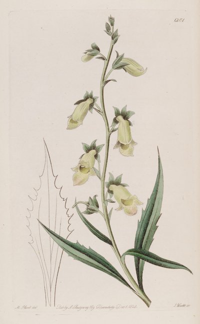 Digitalis obscura subsp. لاسينياتا بواسطة جون ليندلي
